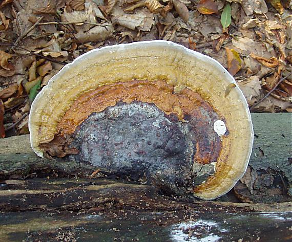 práchnovček pásikavý Fomitopsis pinicola (Sw.) P. Karst.