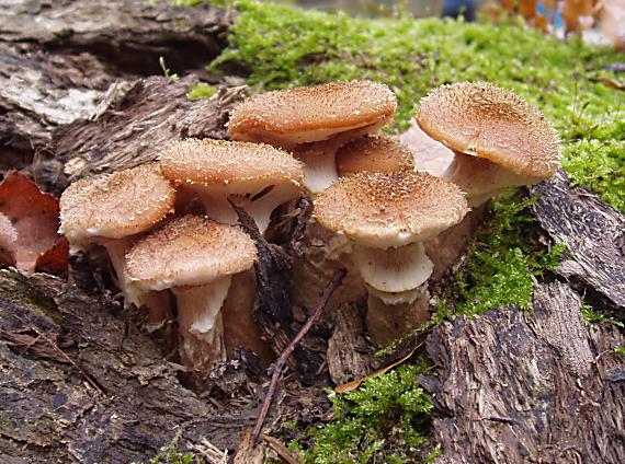 podpňovka obyčajná Armillaria mellea (Vahl) P. Kumm.