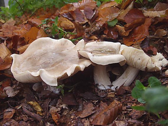 strmuľka inovaťová Clitocybe nebularis (Batsch) P. Kumm.