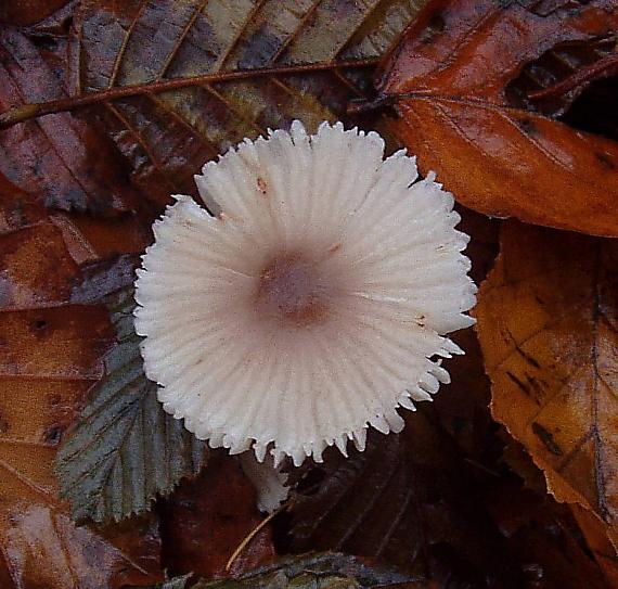 prilbička zefírová Mycena zephirus (Fr.) P. Kumm.