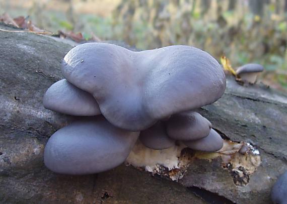 hliva ustricovitá Pleurotus ostreatus (Jacq.) P. Kumm.