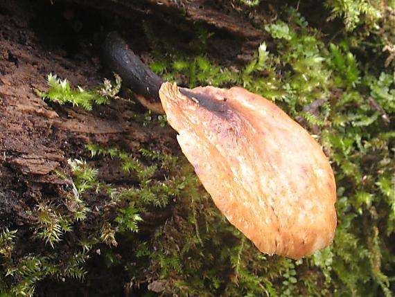 trúdnik tmavohlúbikový Royoporus badius (Pers.) A.B. De