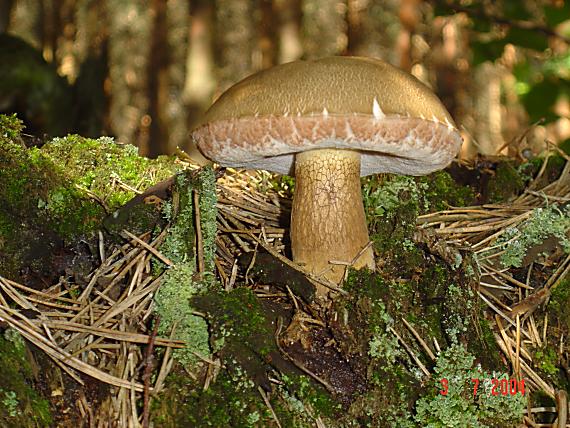 podhríb žlčový Tylopilus felleus (Bull.) P. Karst.