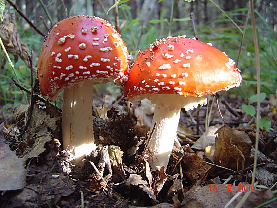 muchotrávka červená Amanita muscaria (L.) Lam.