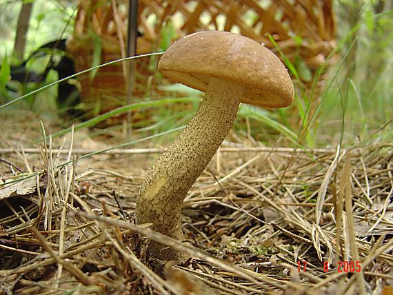 kozák brezový Leccinum scabrum (Bull.) Gray