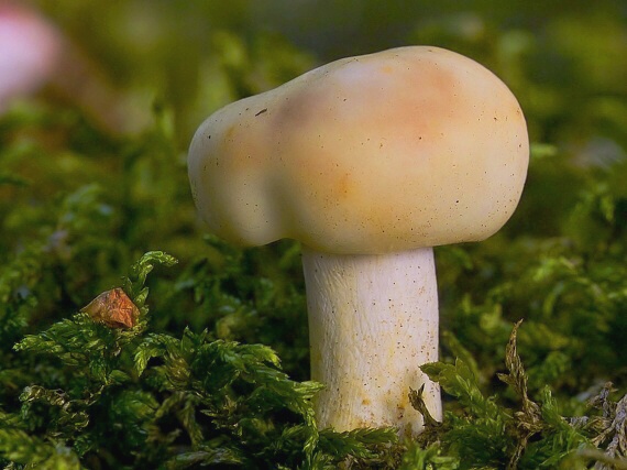 plávka Russula sp.