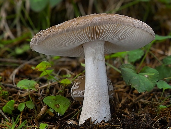 muchotrávka hrubá Amanita excelsa (Fr.) Bertill.