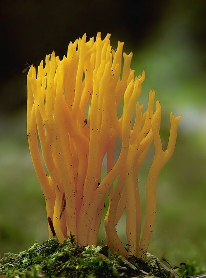 parôžkovec lepkavý Calocera viscosa (Pers.) Fr.