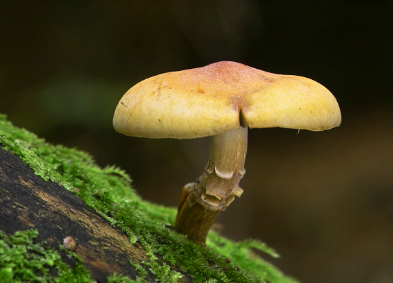 strapcovka zväzkovitá Hypholoma fasciculare (Huds.) P. Kumm.