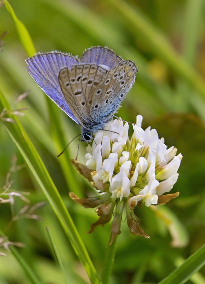 modráčik obyčajný Polyommatus icarus