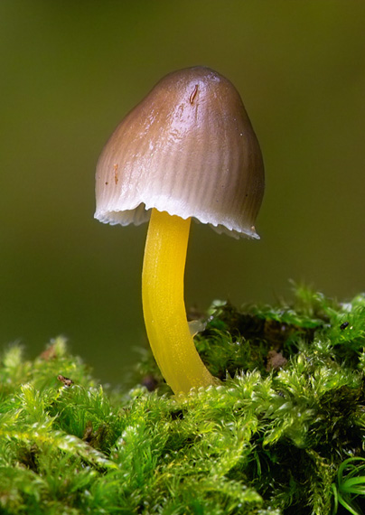 prilbička slizká želatínová Mycena epipterygia var. viscosa (Secr. ex Maire) Ricken