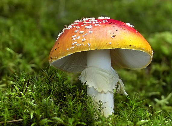 muchotrávka červená Amanita muscaria (L.) Lam.