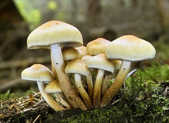 strapcovka maková Hypholoma capnoides (Fr.) P. Kumm.