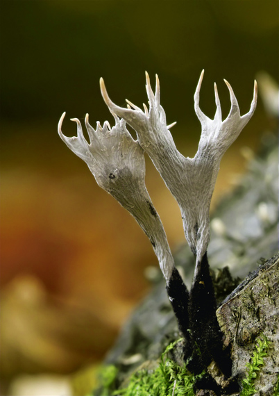 drevnatec parohatý Xylaria hypoxylon (L.) Grev.