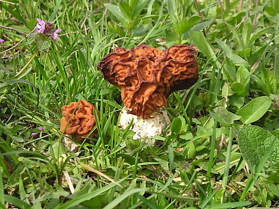 ušiak obrovský Gyromitra gigas (Krombh.) Cooke