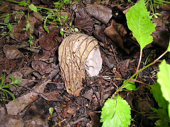 smrčok vysoký Morchella elata Fr.