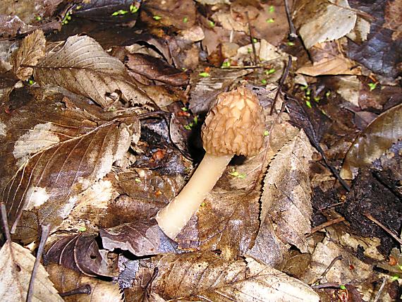 smrčkovec český Verpa bohemica (Krombh.) J. Schröt.