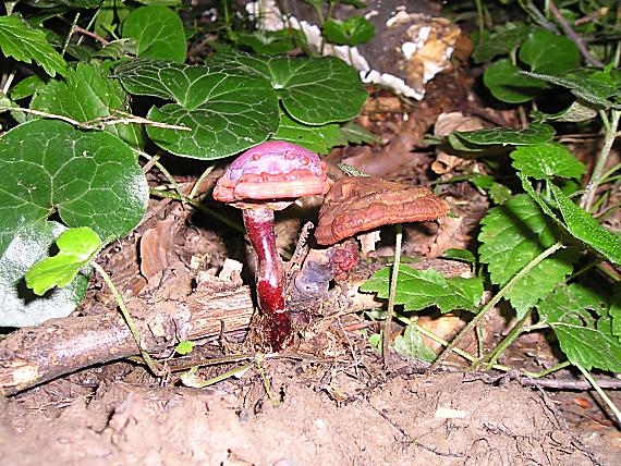 lesklokorka obyčajná Ganoderma lucidum (Curtis) P. Karst.