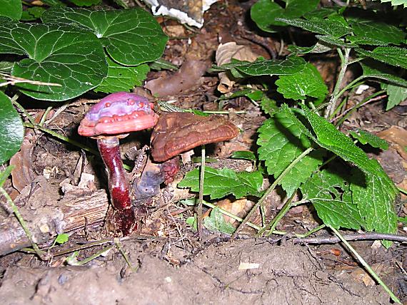 leskokôrka obyčajná Ganoderma lucidum (Curtis) P. Karst.