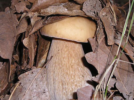 hríb dubový Boletus reticulatus Schaeff.