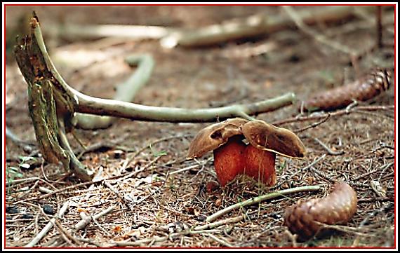 hřib kovář Sutorius luridiformis (Rostk.) G. Wu & Zhu L. Yang