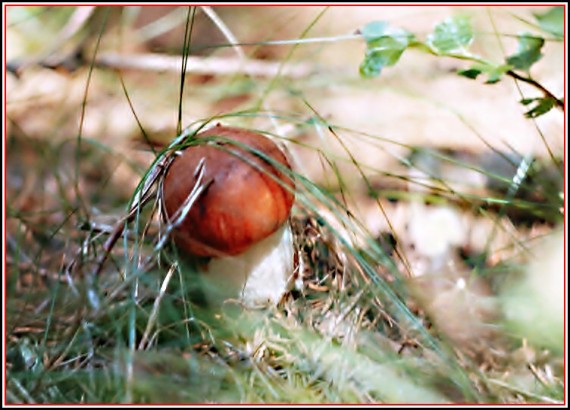 křemenáč osikový Leccinum albostipitatum den Bakker & Noordel.