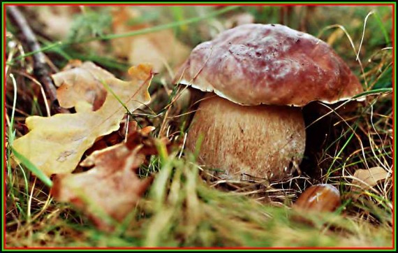 hřib dubový Boletus recitulatus