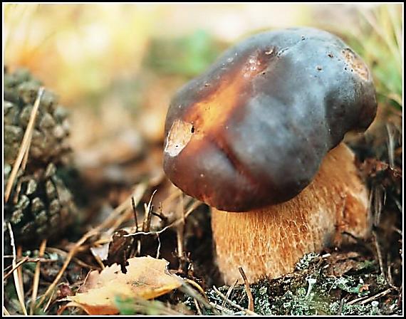 hřib Boletus sp.