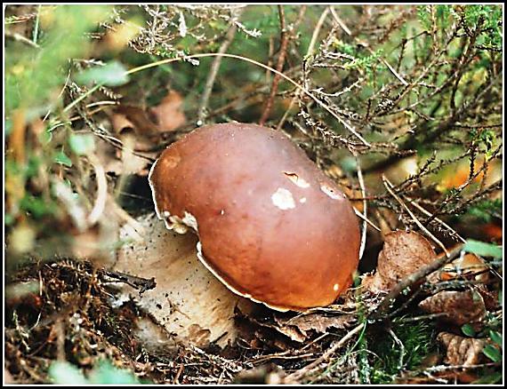 hřib smrkový Boletus edulis Bull.