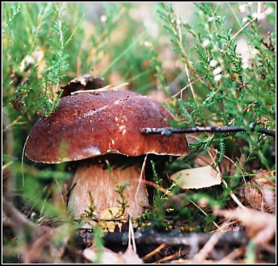 hřib smrkový Boletus edulis Bull.