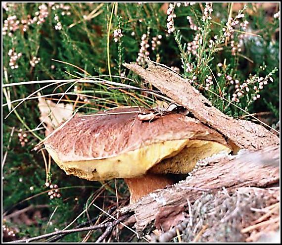 hřib smrkový Boletus edulis Bull.