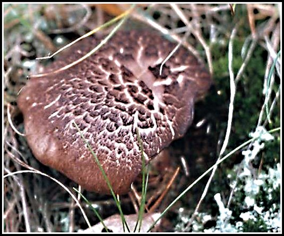 lošák jelení Sarcodon imbricatus (L.) P. Karst.