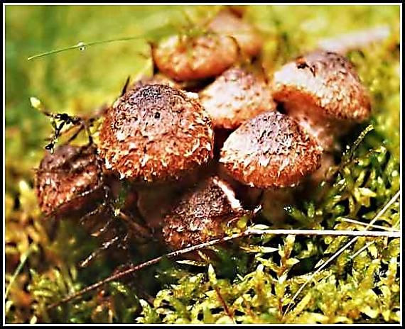 podpňovka tmavá Armillaria ostoyae (Romagn.) Herink