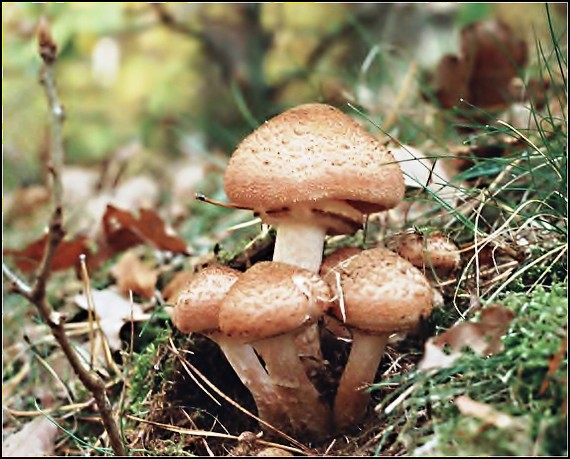 podpňovka tmavá Armillaria ostoyae (Romagn.) Herink