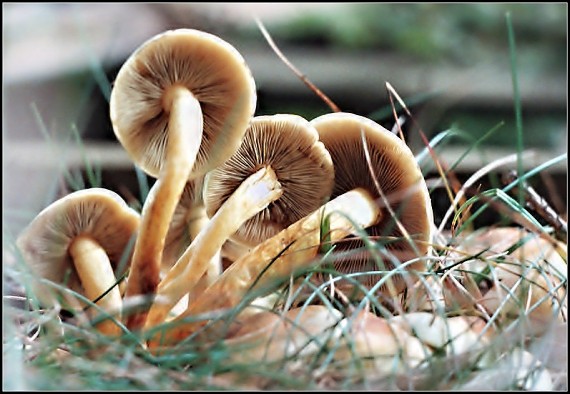 třepenitka svazčitá Hypholoma fasciculare (Huds.) P. Kumm.