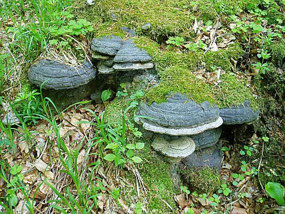 práchnovec kopytovitý Fomes fomentarius (L.) J.J. Kickx