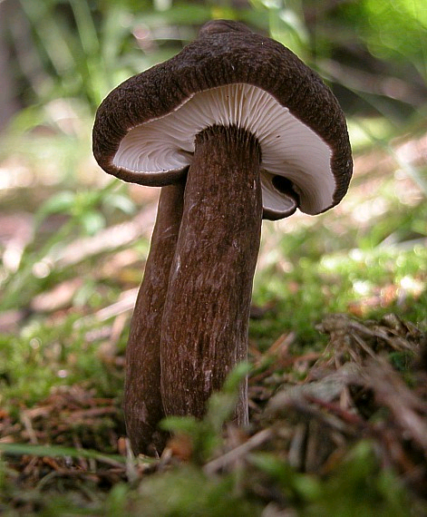 rýdzik čiernozamatový - /cs.Ryzec černohlávek/ Lactarius lignyotus Fr.