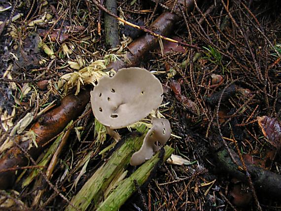 chriapač Helvella sp.