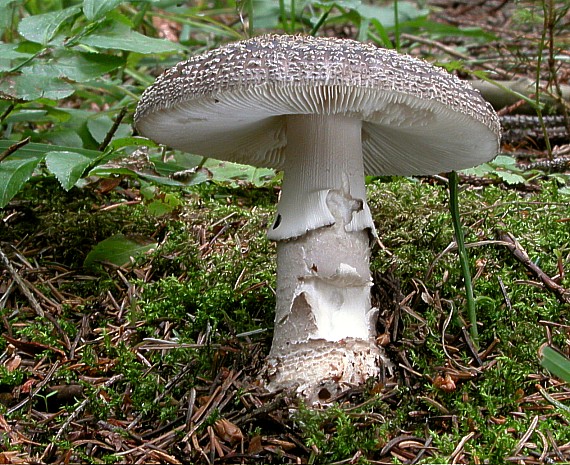 muchotrávka hrubá  cs. Muchomůrka šedivka Amanita excelsa (Fr.) Bertill.