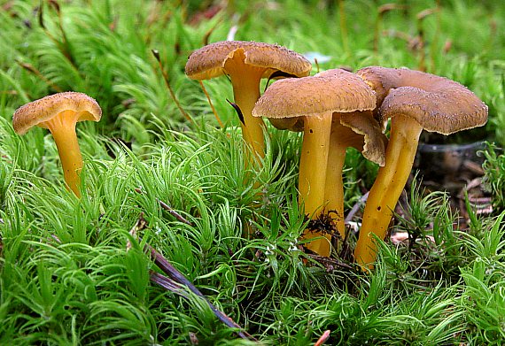 kuriatko lievikovité Craterellus tubaeformis (Fr.) Quél.