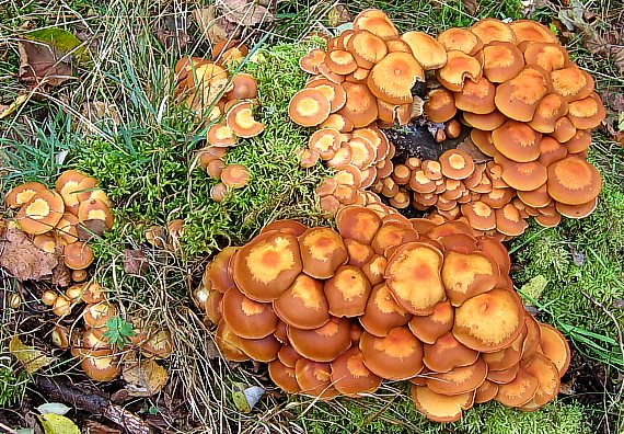 šupinovka menlivá cs. Opěnka měnlivá Kuehneromyces mutabilis (Schaeff.) Singer & A.H. Sm.