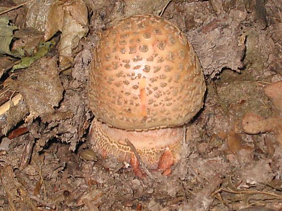 muchotrávka červenkastá Amanita rubescens Pers.