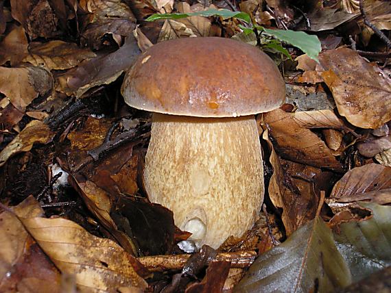 hríb dubový Boletus reticulatus Schaeff.