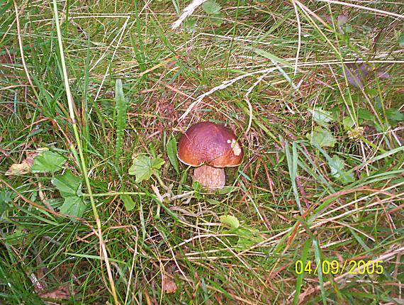 hríb smrekový Boletus edulis Bull.