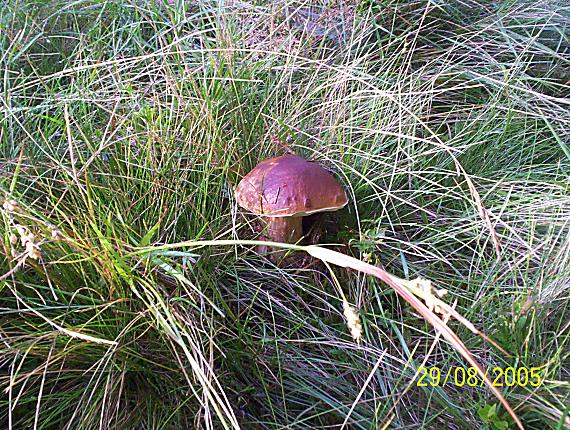 hríb smrekový Boletus edulis Bull.