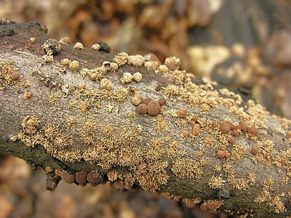 drevovček Howeův/Dřevomor Howeův Hypoxylon howeanum Peck