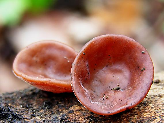 uchovec bazový/Boltcovitka ucho Jidášovo Auricularia auricula-judae (Bull.) Quél.