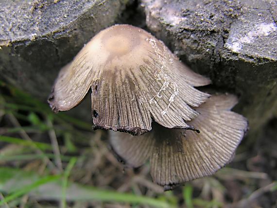 hnojník okrový Coprinellus domesticus (Bolton) Vilgalys, Hopple & Jacq. Johnson