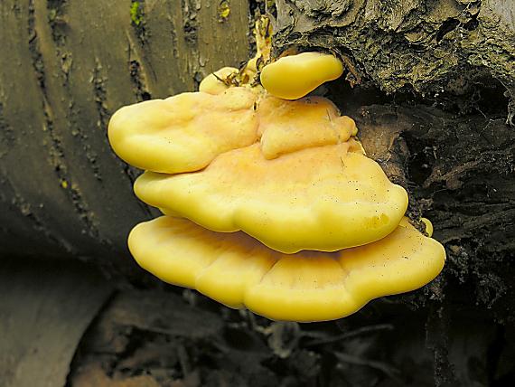 sírovec obyčajný/Sírovec žlutooranžový Laetiporus sulphureus (Bull.) Murrill