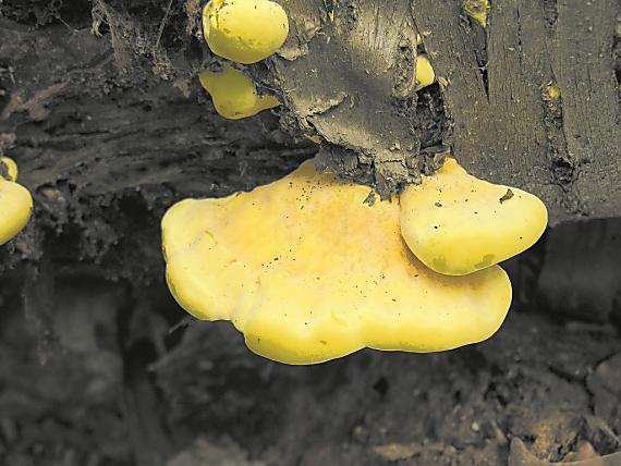 sírovec obyčajný/Sírovec žlutooranžový Laetiporus sulphureus (Bull.) Murrill